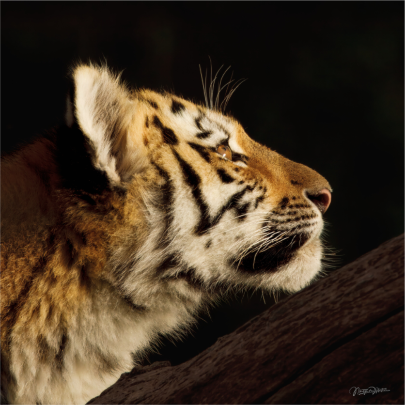 Main image Gaze of the Untamed