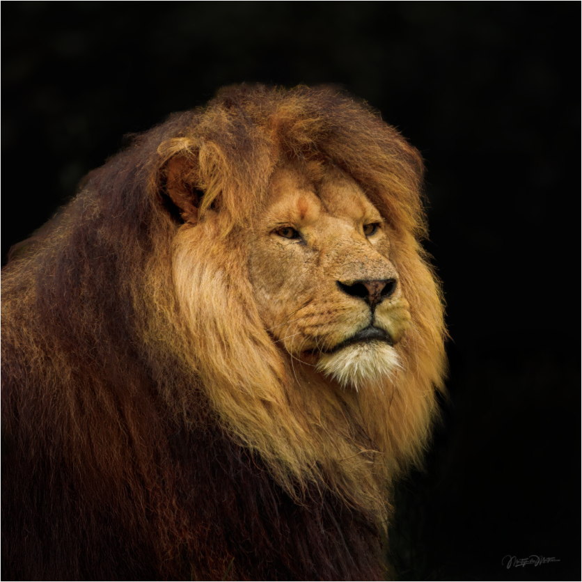 Main image Solitude of a King